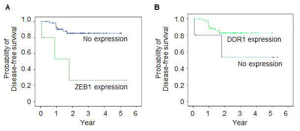 TNBC 환자 조직에서 ZEB1 (A) 및 DDR1 (B) 의 발현과 무병 생존율 (disease-free survival) 상관관계