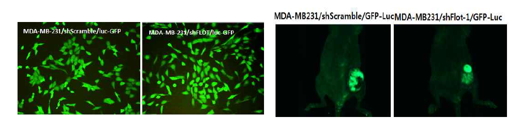 MDA-MB-231세포에 렌티바이러스를 사용하여 GFP를 발현 (왼쪽). Flot-1 shRNA와 scramble shRNA를 도입하여 수립한 유방암세포주를 유선 fat pad로 이식하여 형광현미경하에서 GFP 단백질을 발현을 확인함 (오른쪽).