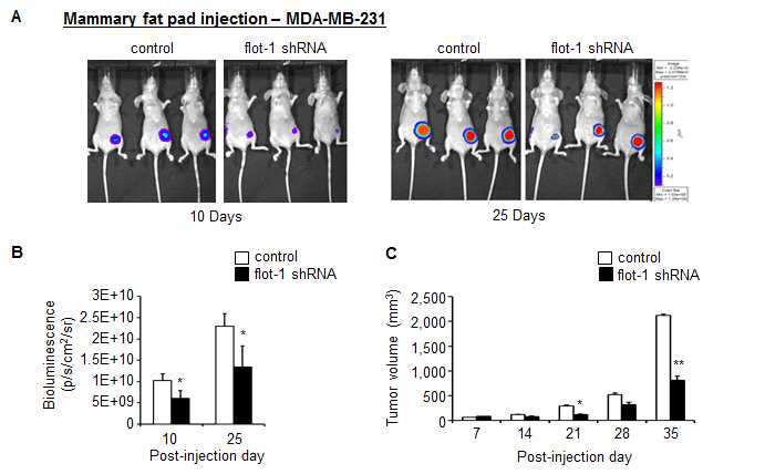 Luciferase를 발현하는 MDA-MB-231 세포주를 이용한 유방암 동물모델에서 flotillin-1의 knock -down 시 종양 성장이 억제됨.
