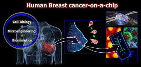 미세생체모방기술과 세포 및 조직공학 기반의 유방암 장기 칩 모델