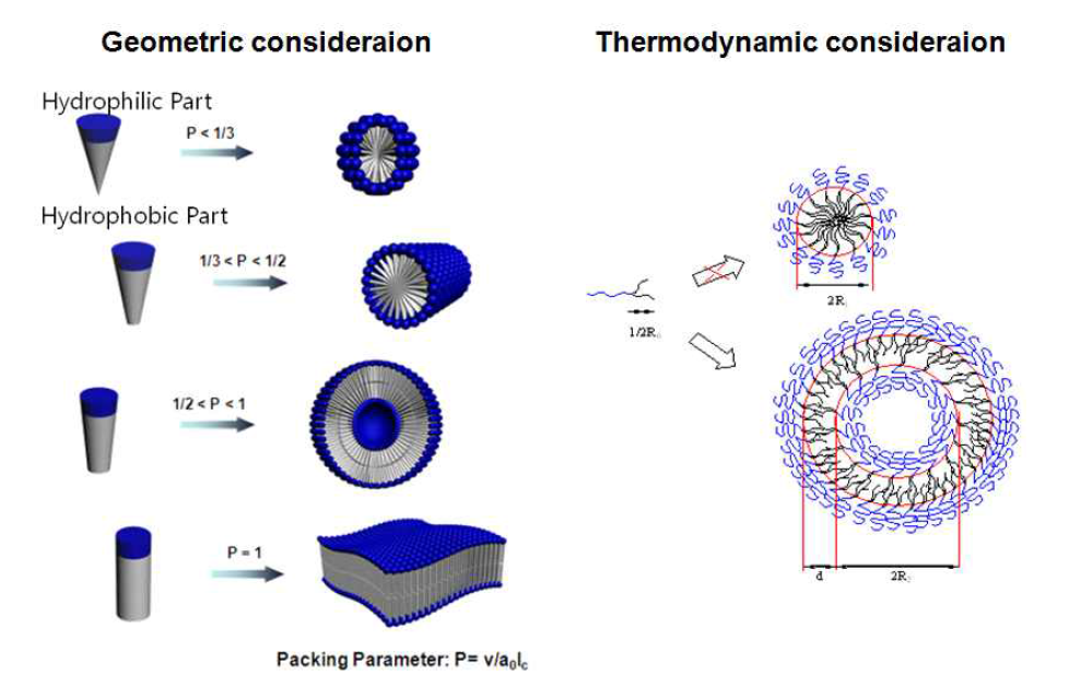 AB2 믹토암 고분자의 베시클 형성 가능성 구조 모델
