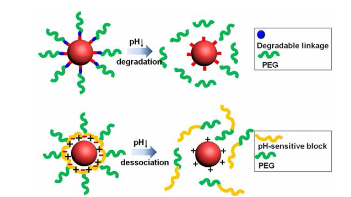 PEG 코팅 나노입자의 pH 민감성 PEG shedding 메커니즘