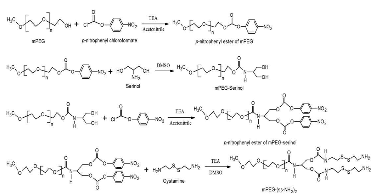 Synthetic procedure of mPEG-(ss-NH2)2.