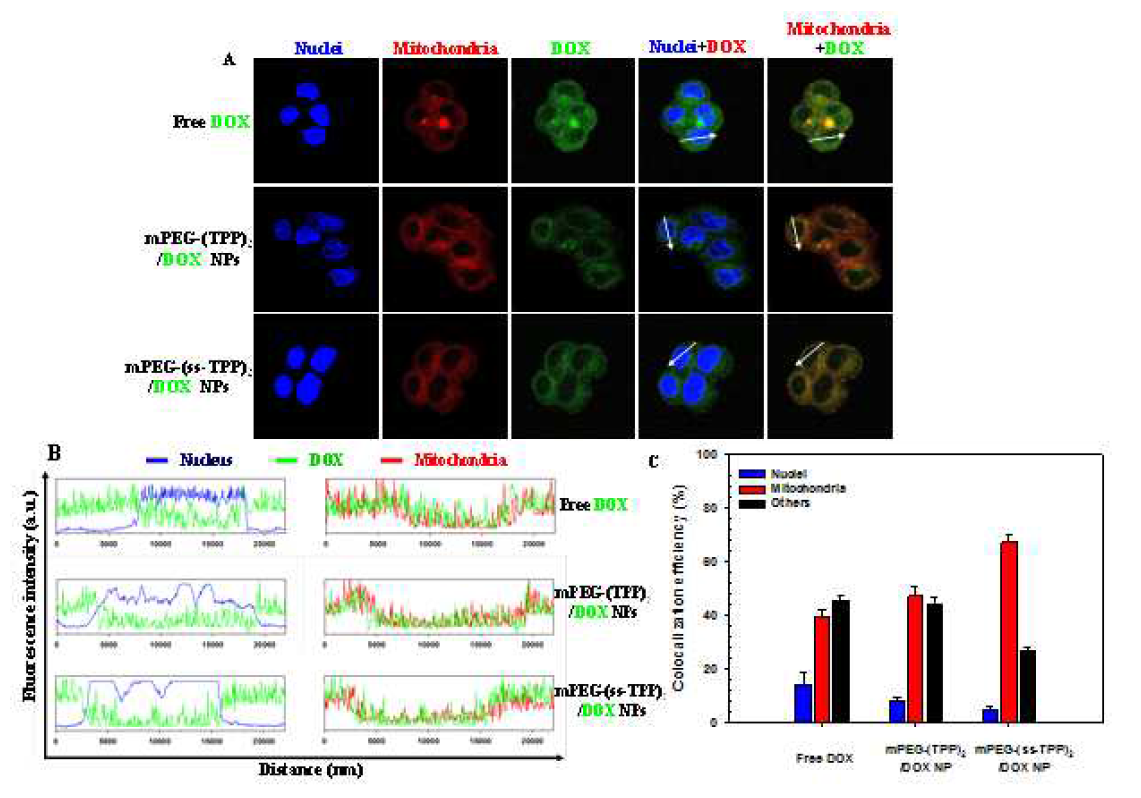 (A) Confocal images of cells shows intracellular distribution and subcellular localization of DOX, (B) fluorescence intensity profile of a representative line (the white arrow in A), and of DOX, (B) fluorescence intensity profile of a representative line (the white arrow in A), and NPs, and free DOX in HepG2 cells after 4 h of coincubation ([DOX] = 1 μg/mL).