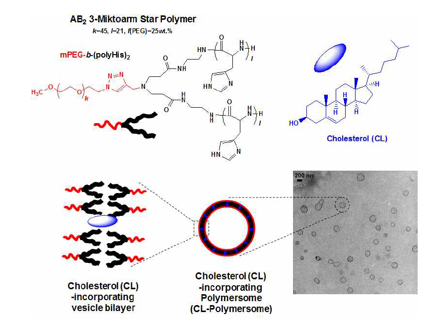 mPEG-b-(polyHis)2의 화학 구조와 이의 콜레스테롤 함유 폴리머좀 구조 및 TEM 사진