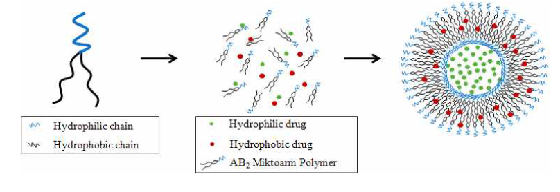 친수성 및 소수성 약물의 나노베시클 내 봉입 과정의 예