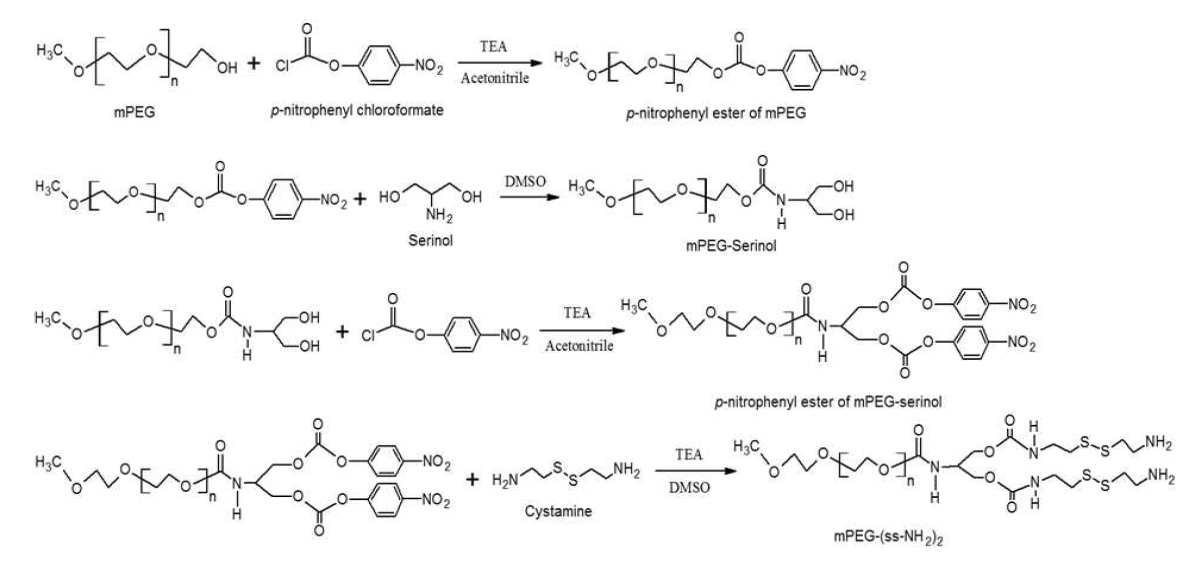 Synthesis of mPEG-(ss-NH2)2