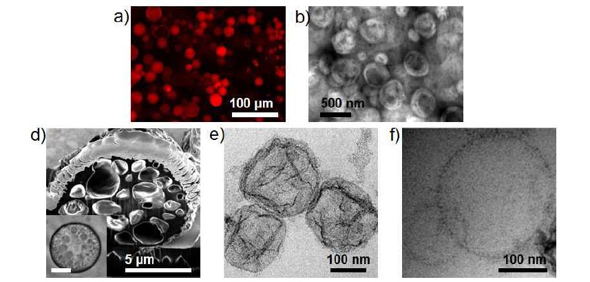 Loading of Doxorubicin-drug and iron oxide nanoparticles into the amphiphiles.
