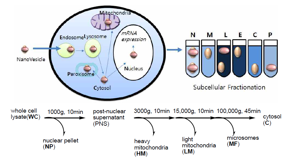 세포소기관내 약물전달 능력을 평가하기 위한 세포소기관 분획절차