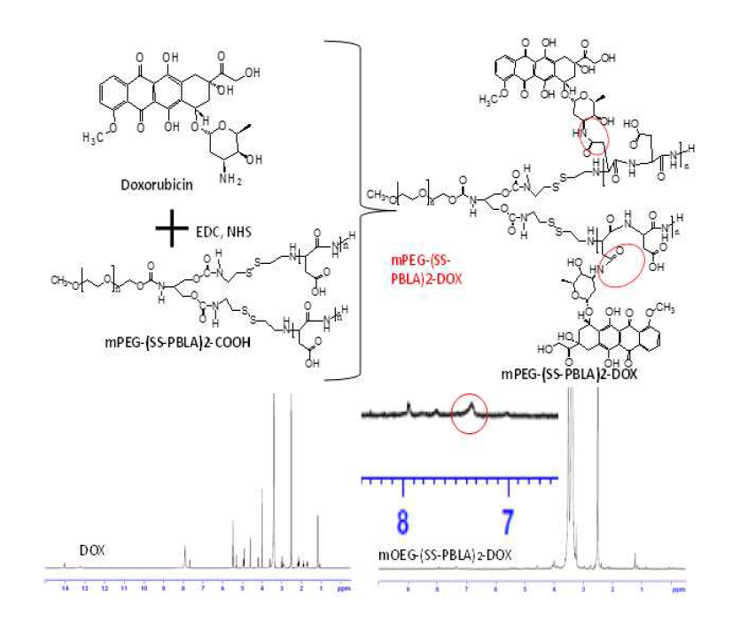 Chemical conjugation of DOX through formation of covalent bonds with mPEG-(SS-PBLA)2.1H-NMR spectrum confirms conjugation between DOX and polymer.