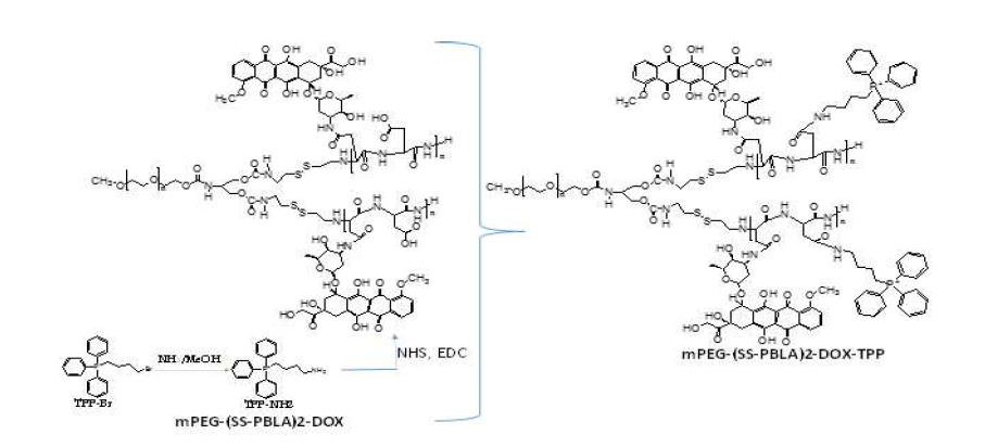 Schematic scheme of chemical conjugation between TPP-NH2 with mPEG-(SS-PBLA)-DOX.