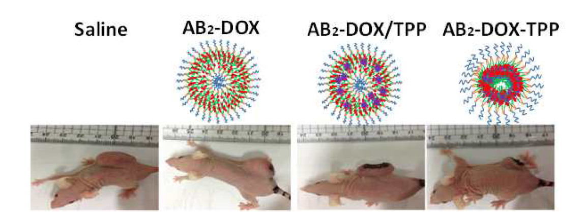 Tumor size and morphology of respective group of tumor bearing mice which are treated with saline, AB2-DOX, AB2-DOX/TPP, and AB2-DOX-TPP.