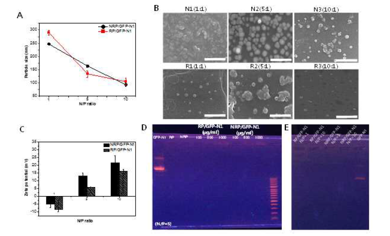 Polyplex의 사이즈, 제타 포텐셜, SEM, 전기영동