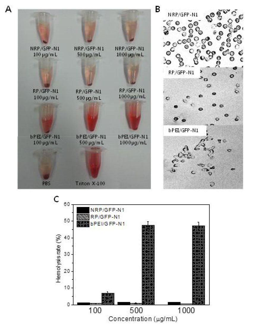Polyplex의 농도에 따른 혈독성 평가