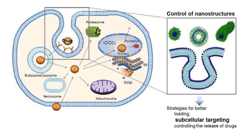 세포소기관 표적지향 (subcellular organelle-targeting) 최적화 나노전달체 시스템