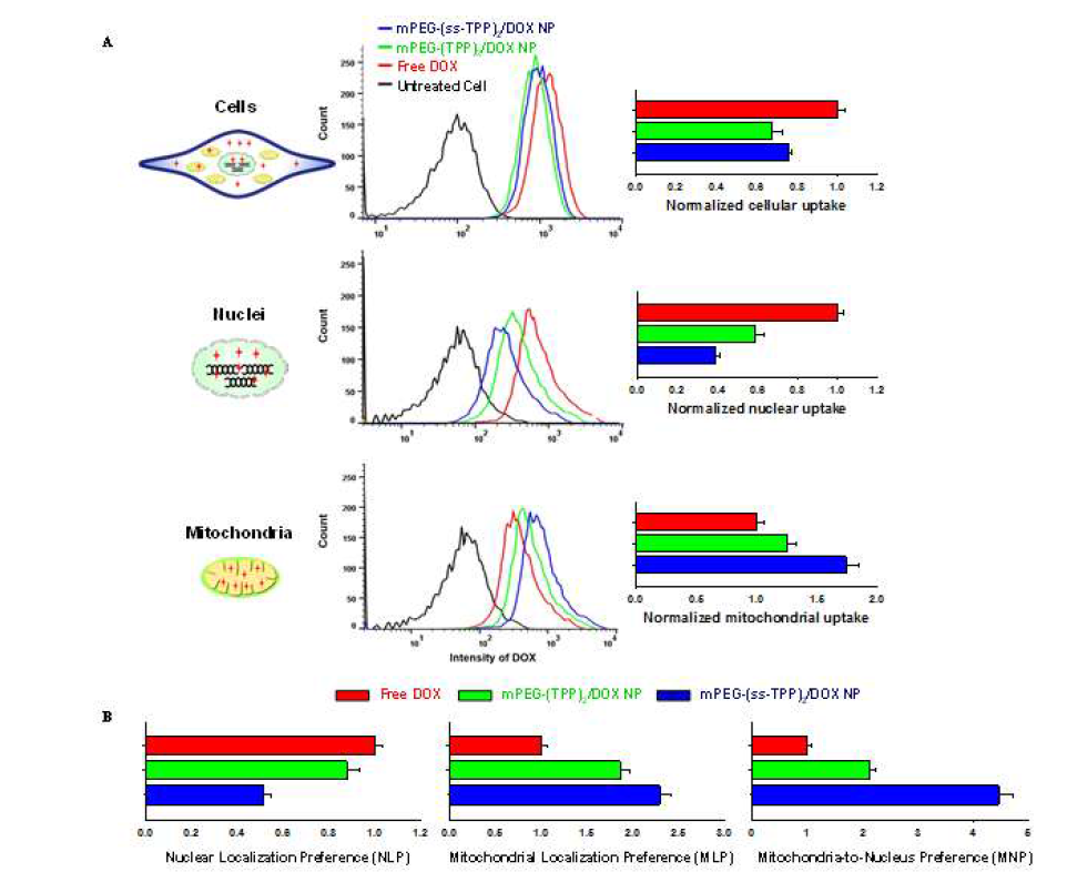 HepG2 세포의 핵, 미토콘드리아 내로 유입된 mPEG-(TPP)2 나노입자와 mPEG-(ss-TPP)2 나노입자 약물의 정량적 분석
