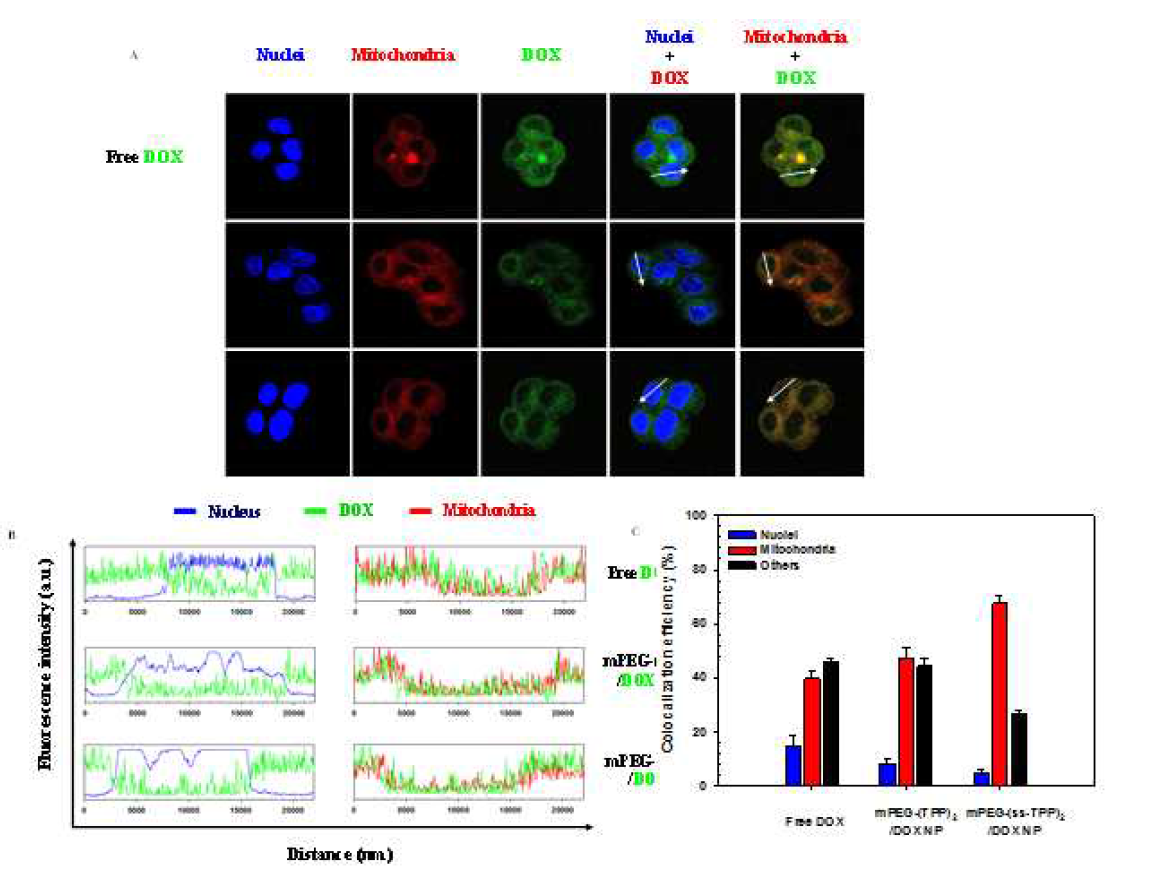 PEG-(TPP)2/DOX NPs과 mPEG-(ss-TPP)2/DOX NPs의 세포와 세포 소기관 흡수