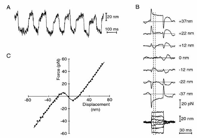 황소개구리의 소낭에 있는 섬모번들의 순간 진동(∼7Hz)에 따른 반응
