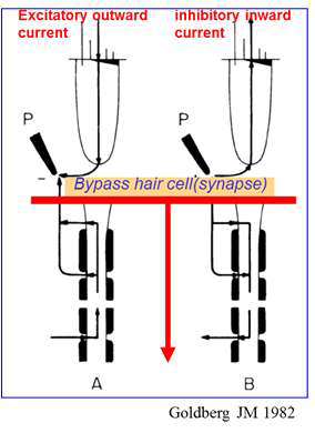 갈바닉 전정자극의 전류가 직접적으로 자극된다고 하는 Postsynaptic trigger site