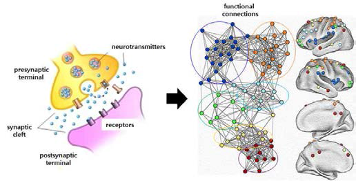 시냅스에서 뇌 전반의 네트워크로의 연결
