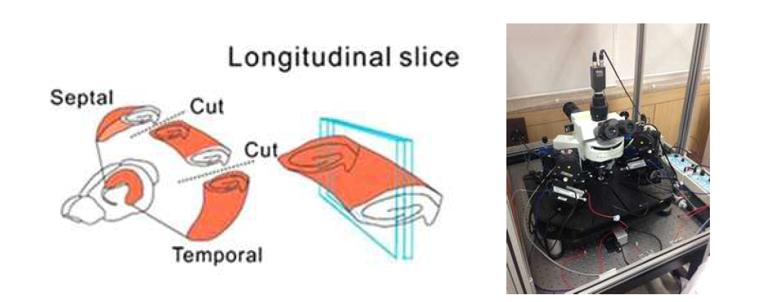 Brain slice 개요도 및 실험 환경