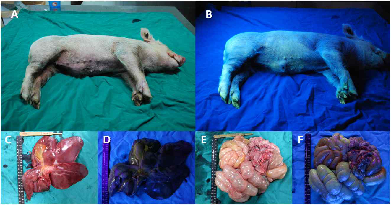 Doxycycline-inducible eGFP expression in TG piglets.