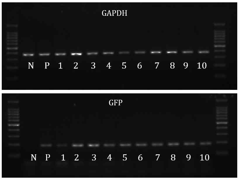 Analysis of full-term SCNT reclone-piglets.