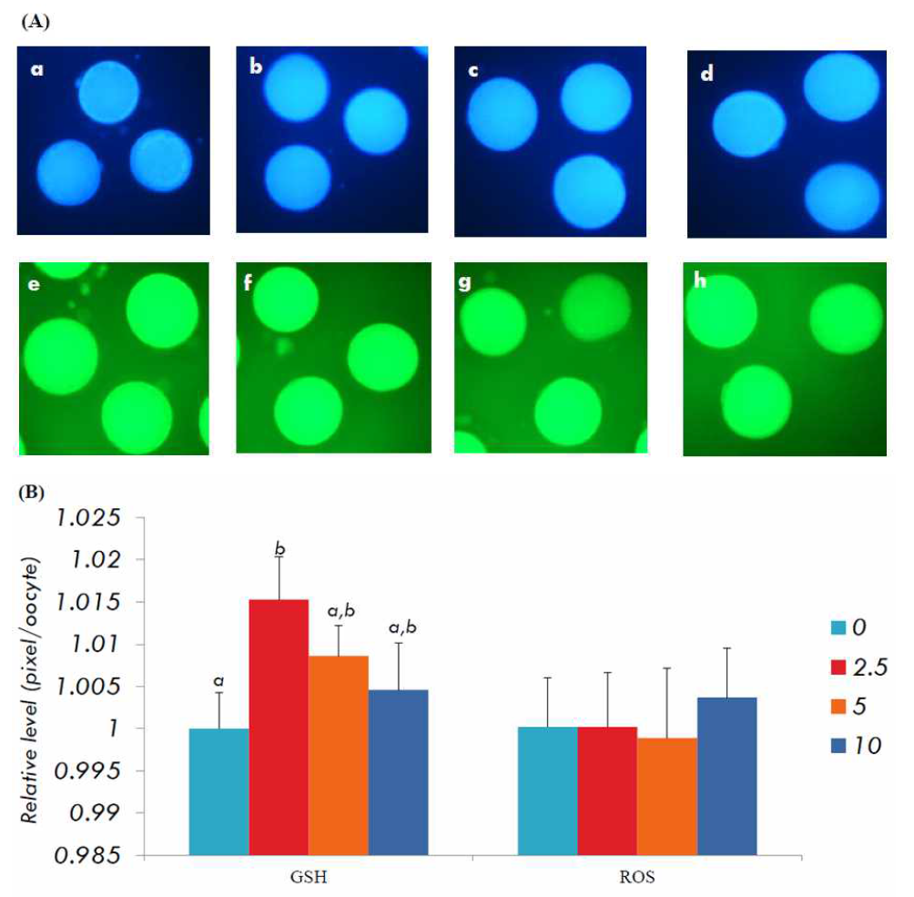 Epifluorescent photomicrographic images of in vitro-matured porcine oocytes.