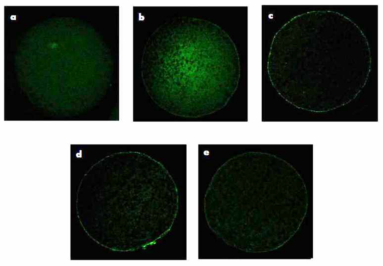 Confocal images of cortical granule distribution in pig oocytes stained with FITC-PNA.