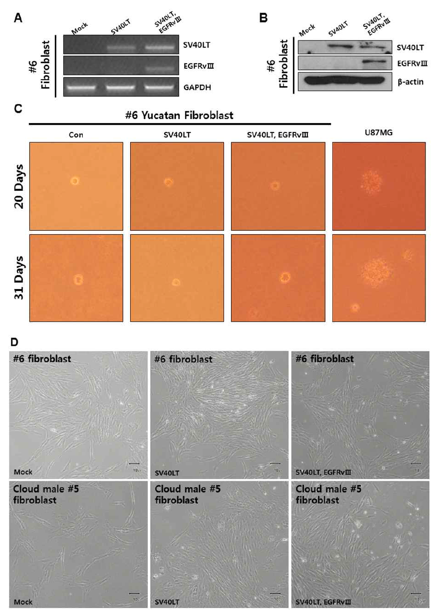 Transforming effect of SV40LT and EGFRvⅢ on yucatan fibroblast may not be noticeable.