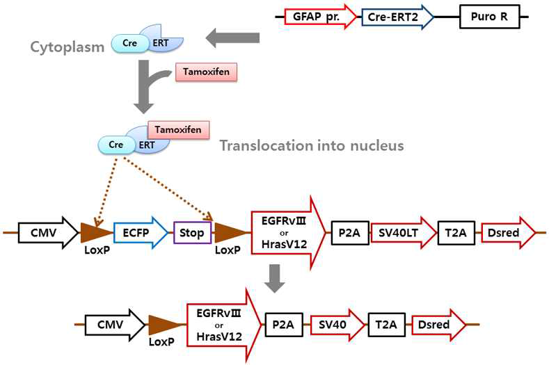 New design of a brain tumor-inducing system with a CreERT2/LoxP-mediated recombination technique