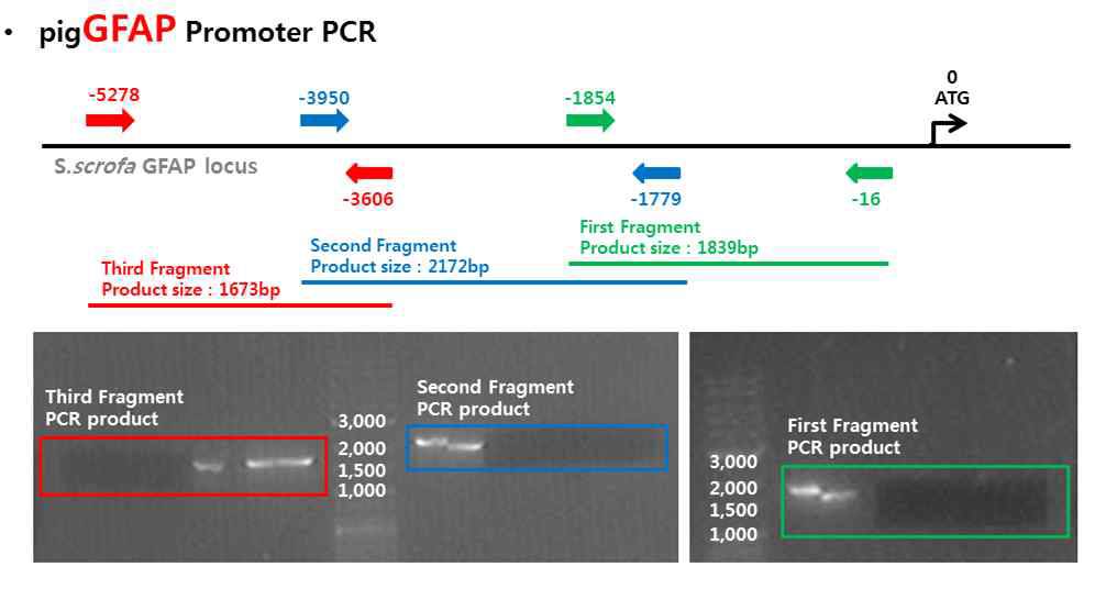 Three tandem fragments of GFAP promoter sequence were amplified from a genomic DNA of yucatan fibroblast through polymerase chain Reaction (PCR).