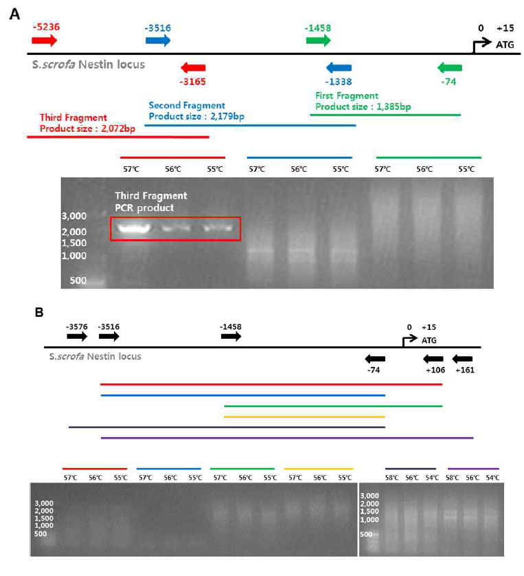 PCR products of yucatan Nestin promoter sequence were not amplified except third fragment.