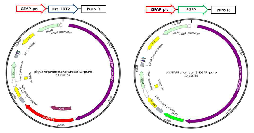 Constructed vectors of pigGFAP promoter-CreERT2 and pigGFAP promoter–EGFP