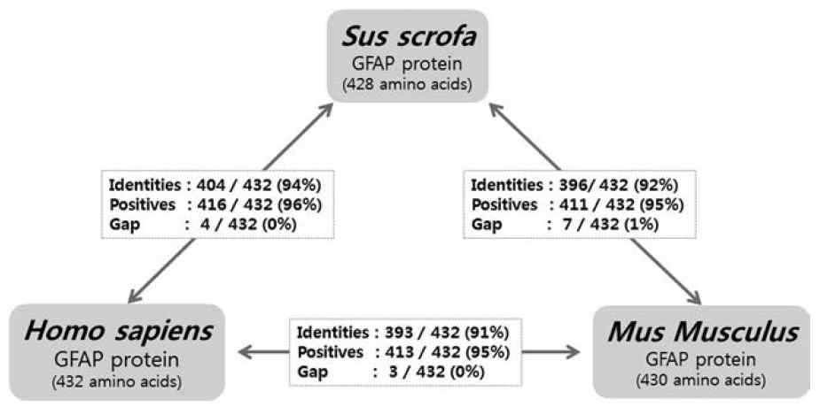 Comparative analysis of human, mouse, and pig GFAP proteins.