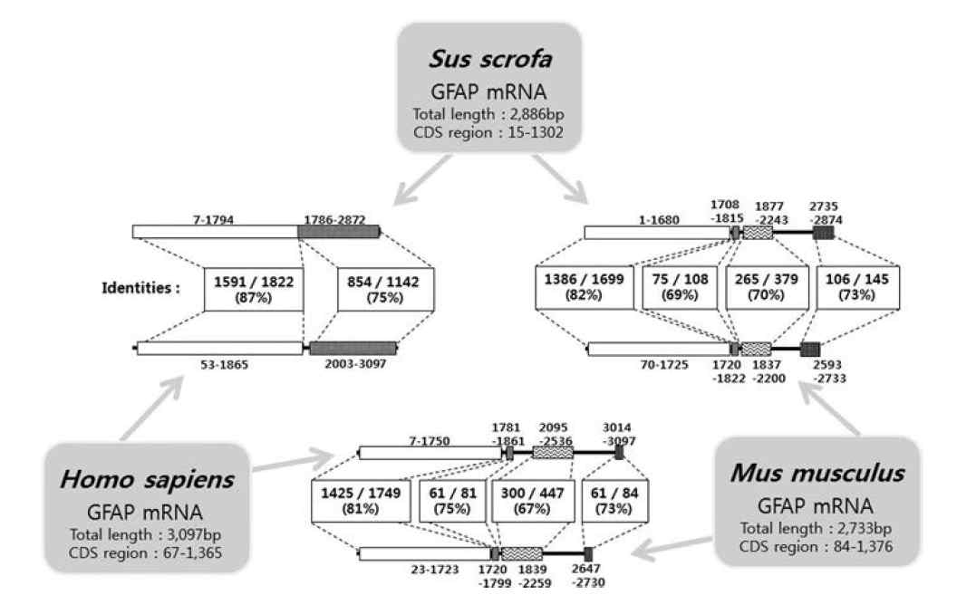 Comparative analysis of human, mouse, and pig GFAP mRNA.