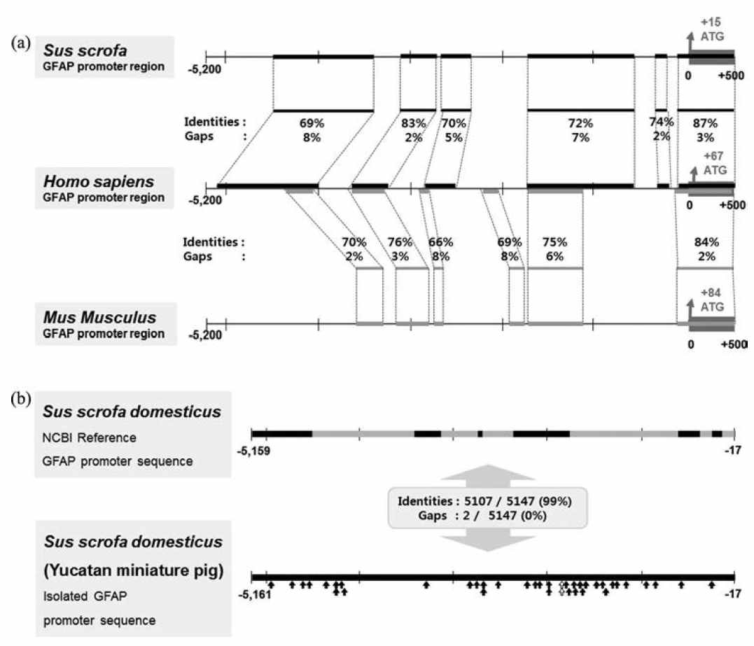 Comparative analysis of pig, human, and mouse GFAP promoters.