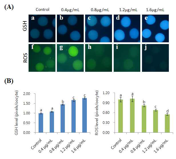 Epifluorescent photomicrographic images of in vitro matured porcine oocytes