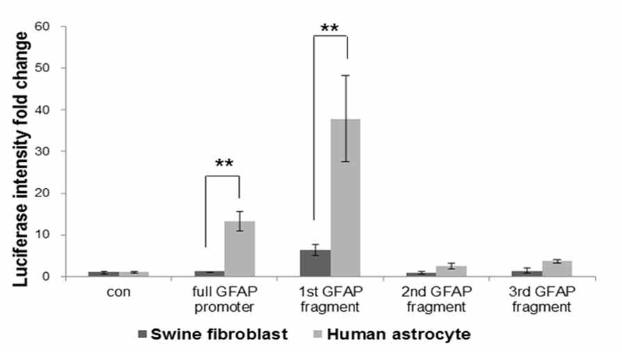 Miniature GFAP promoter-luciferase activities in human astrocytes and miniature pig fibroblast