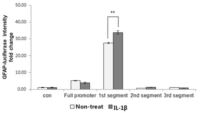 Miniature GFAP promoter-luciferase activities in miniature pig fibroblast after IL-1β treatment.