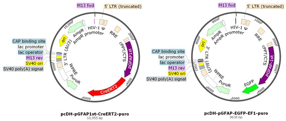 Gene constructions of CreERT2 or EGFP controled by miniature pig GFAP promoter spaning –1,817 to –17 from a transcription start site.