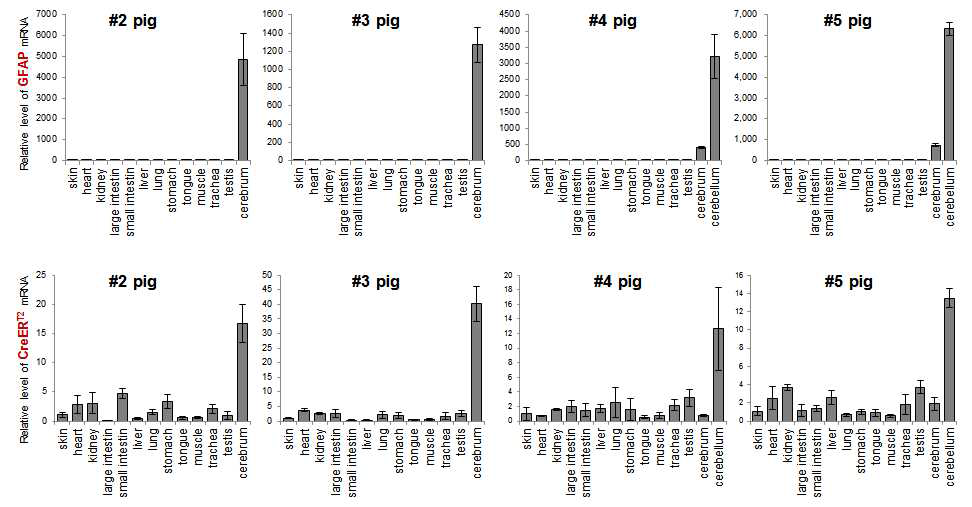 Confirmation of cerebral expression of EGFP and CreERT2 transgenes in the astrocyte-specific CreER-LoxP recombination system.