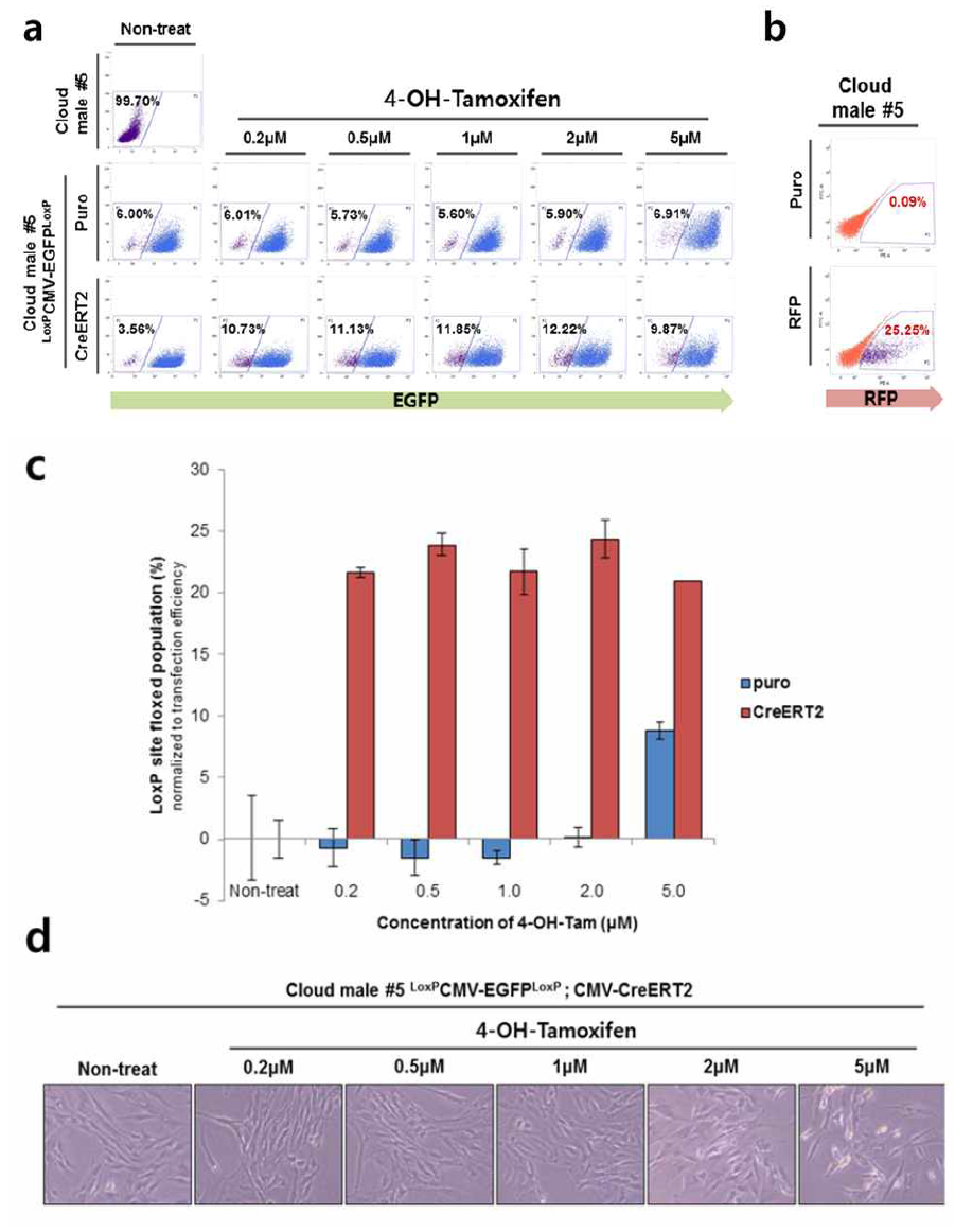 Verification of CreERT2-LoxP recombination atter 4OH-Tamoxifen treatment in miniature pig fibroblast cell line.