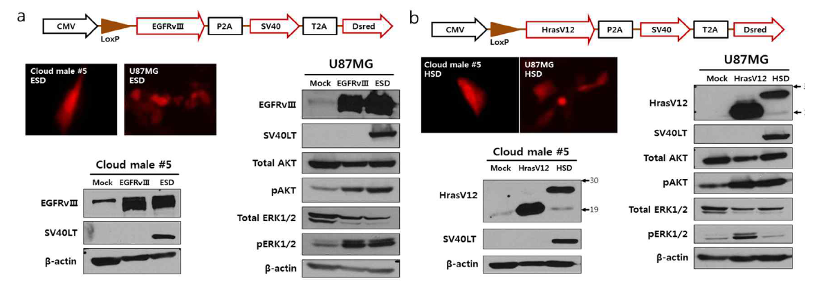 Verification of 2A peptide-mediated polycistronic expression and functional analysis of each transgenes in human glioblastoma cell line, U87MG, and miniature pig fibroblast cell line, Cloud male #5.