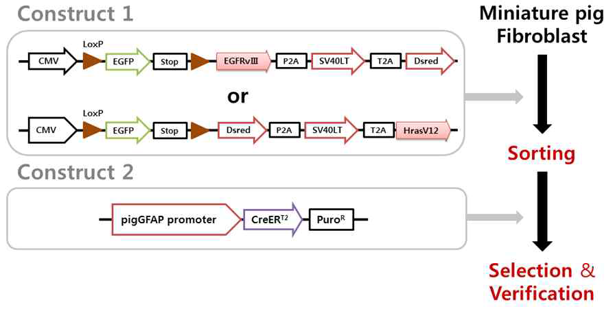 A process of transgenic donor somatic cell line construction with the brain tumor inducing system.