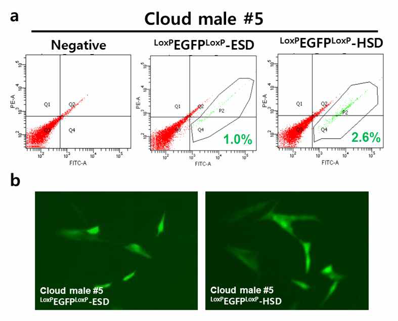 A construction of Miniature pig fibroblast introduced with CMV-EGFP(LoxP)-ESD or CMV-EGFP(LoxP)-HSD transgene.