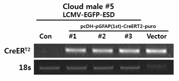 A construction of miniature pig fibroblast introduced with pig GFAP promoter- CreERT2-puro transgene (a) Transgene integration was detected using CreERT2 specific primers by PCR.