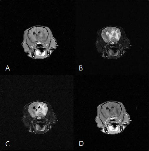 흰둥 MRI영상 T1강조(A), T2강조(B), FLAIR(C), T1강조조영증강(D)