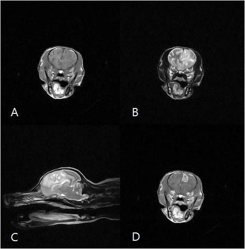 복돌 MRI영상 T1강조(A), T2강조(B), T2강조 sagittal(C), T1강조조영증강(D)