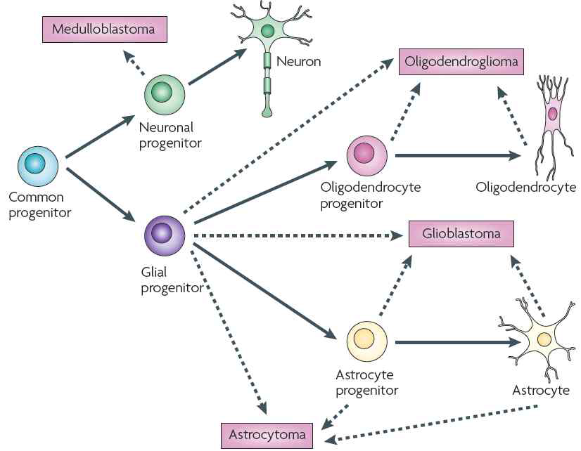 The neuroglial lineage tree.